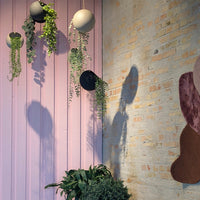 Hanging plants in pastel pots against a light pink wall, with earthy tones and shadows highlighting textures.