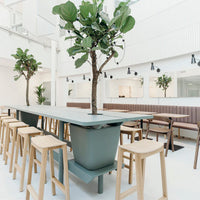 "Modern dining space with green plants, soft beige cushions, and a sleek blue table against a bright white backdrop."