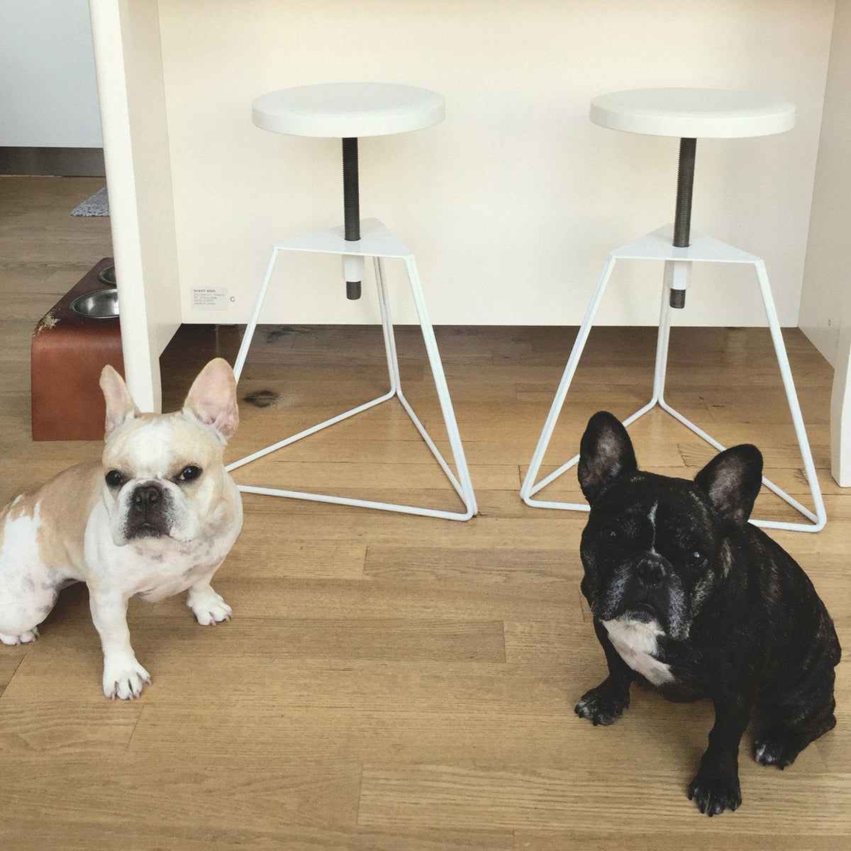 Two small French bulldogs: one cream and white, the other black, on a wooden floor with white stools in the background.