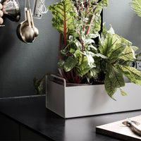 "Modern planter with vibrant green leaves and striking red stems, set against a textured gray background."