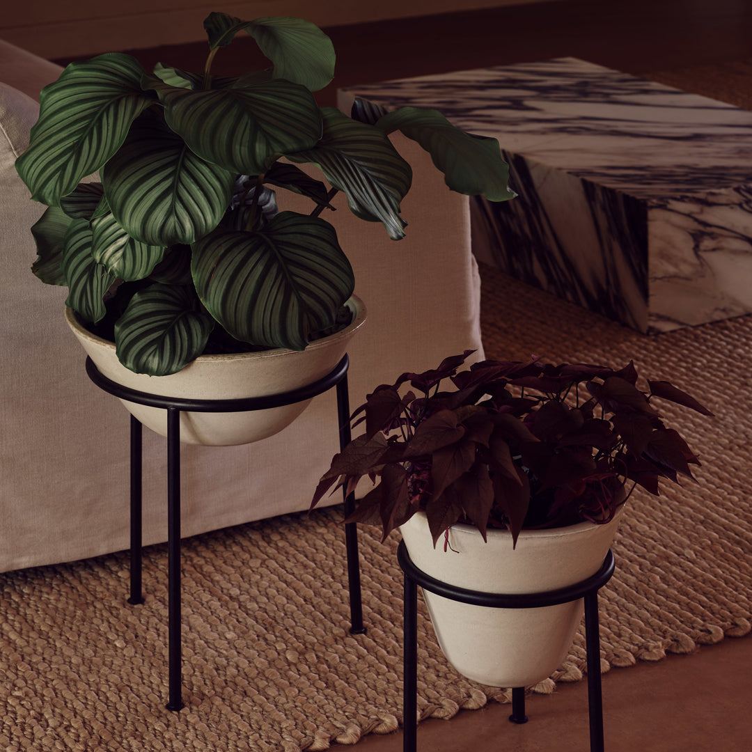 "Two stylish planters: one with green striped leaves, the other with deep burgundy foliage, accented by black stands."