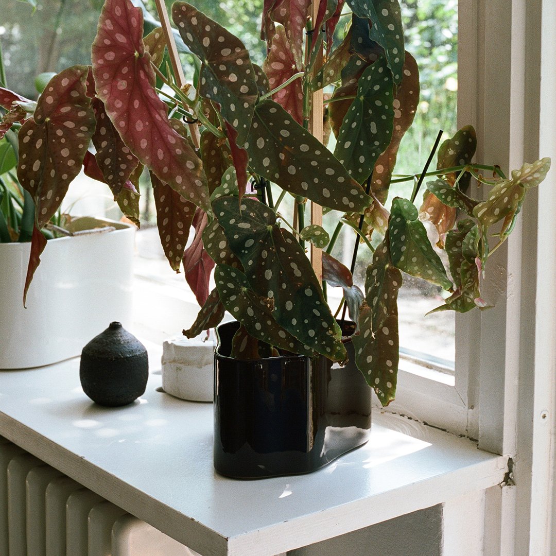 "Colorful polka-dot leaves in shades of green, red, and pink in a sleek black pot, brightened by natural light."