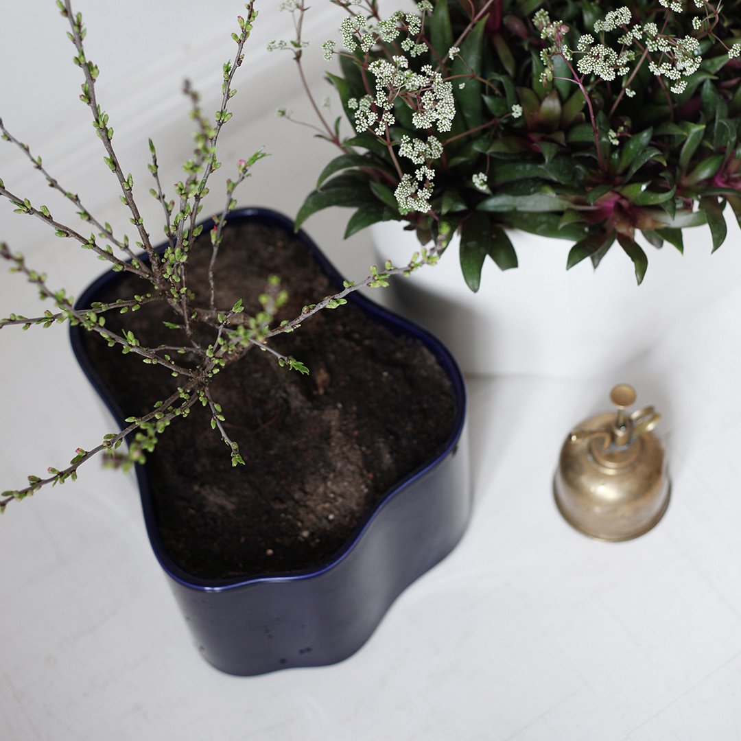 Navy blue decorative pot with a wavy edge, featuring rich dark soil and vibrant green plant stems.