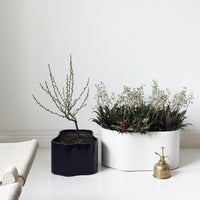 Navy and white planters with vibrant green foliage and delicate white flowers, perfect for modern decor.