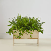 Lush green foliage in a rectangular wooden planter with a light natural finish, enhancing any indoor decor.