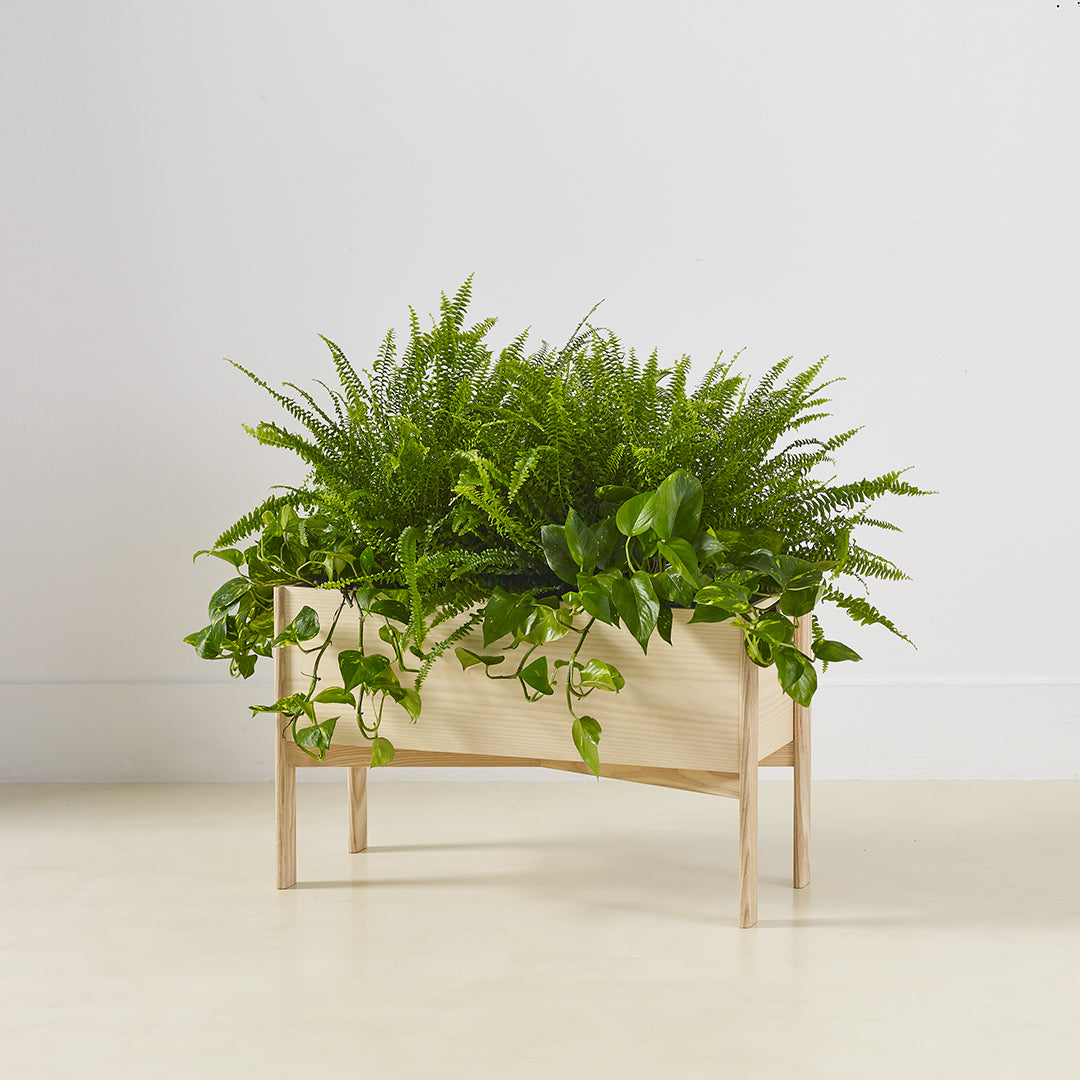 "Rectangular wooden planter with vibrant green ferns and trailing vines, set against a light neutral background."