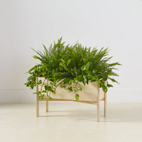 "Rectangular wooden planter with vibrant green ferns and trailing vines, set against a light neutral background."