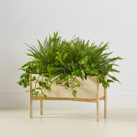 Lush green ferns and vines in a natural wood planter, showcasing vibrant foliage against a neutral backdrop.