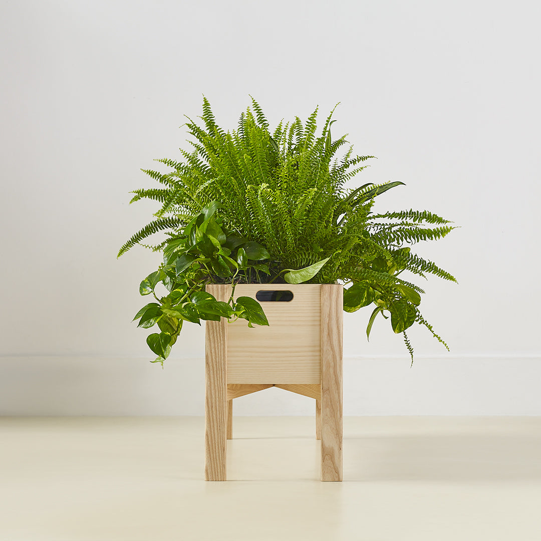 Lush green ferns in a minimalist wooden planter, showcasing vibrant leaves and natural wood grain.