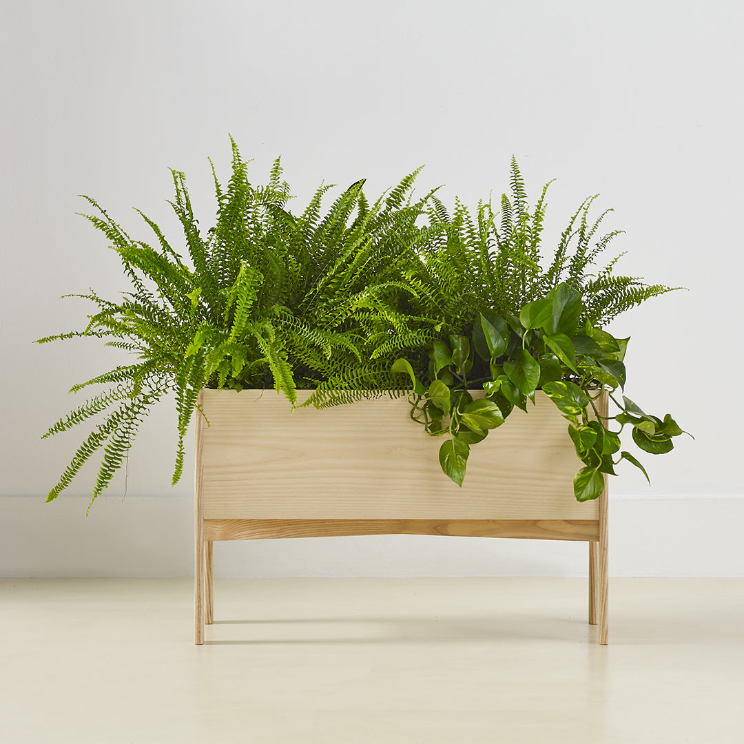 Wooden planter with vibrant green ferns and trailing vines, showcasing a lush, natural texture. Perfect for indoor decor.