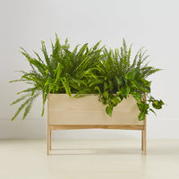 Wooden planter with vibrant green ferns and trailing vines, showcasing a lush, natural texture. Perfect for indoor decor.