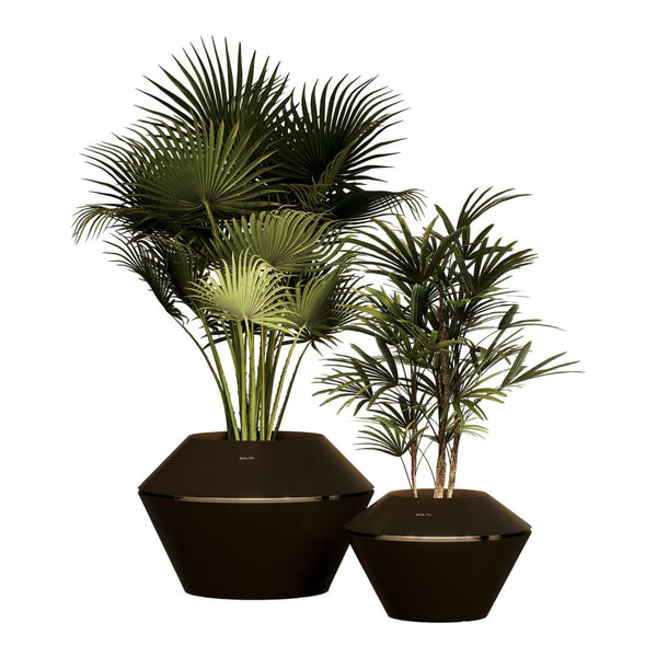 Oyster / Cosmos Planter